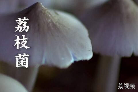 高端的食材，只需___。#老广的味道 #纪录片 #美食教程