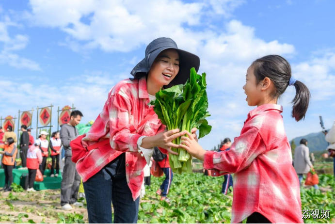 连州菜心迎丰收金灿产值实“出圈”