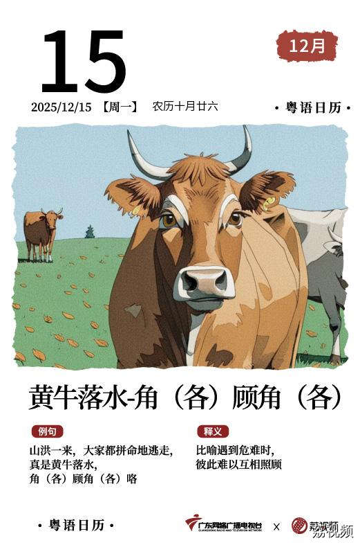 【粤语日历】2025年12月15日：黄牛落水，
角（各）顾角（各）