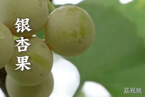 银杏果含微量毒素，去芯 + 煮熟可食用，一定要好好处理。#老广的味道 #纪录片 #美食教程