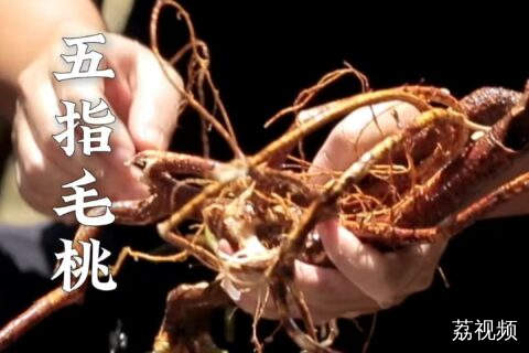 自带奶香的“煲汤圣品”，有多少人爬山时见过它。#老广的味道 #纪录片 #美食教程