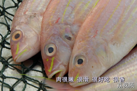 令无数阳江游子魂牵梦萦的美食，一夜埕会保佑所有出门在外的阳江孩子。#老广的味道 #纪录片 #家常菜 #电视剧 #解说