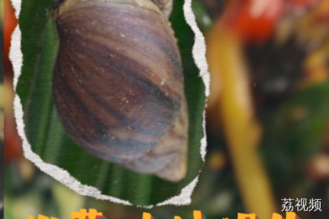 谁说只有法国人善烹饪蜗牛，咱海南人也会！#猎奇 #海南美食 #老广的味道