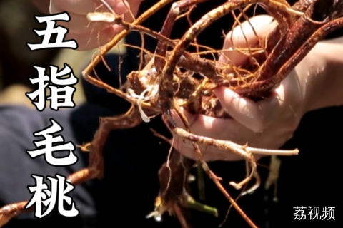 码住，过几天拜山的时候不要错过它！#老广的味道 #纪录片 #家常菜