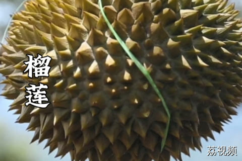 我投马来西亚榴莲一票。#纪录片 #榴莲 #老广的味道 #
