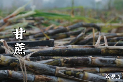 广东人什么都追求新鲜，就连榨糖都讲究新鲜，砍下来的甘蔗第二天就得榨掉。#老广的味道 #纪录片 #甘蔗 广东美食。