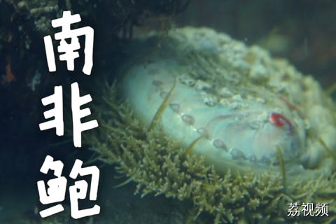南非鲍鱼为什么那么贵？贵在哪里？#老广的味道 #纪录片 #家常菜 南非鲍鱼 烹饪