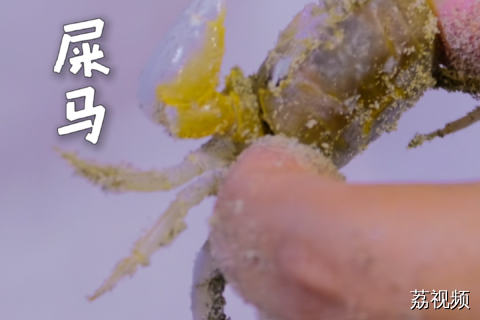 辛辛苦苦抓一堆，结果全是屎马？阳江人教你一眼分清别白忙活 #老广的味道 #纪录片 #阳江美食 #