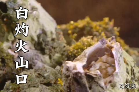 它竟被西方美食家称为“海中火腿”？#老广的味道 #纪录片 #家常菜 海鲜