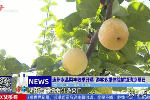 连州水晶梨丰收季开幕 游客多重体验解锁清凉夏日