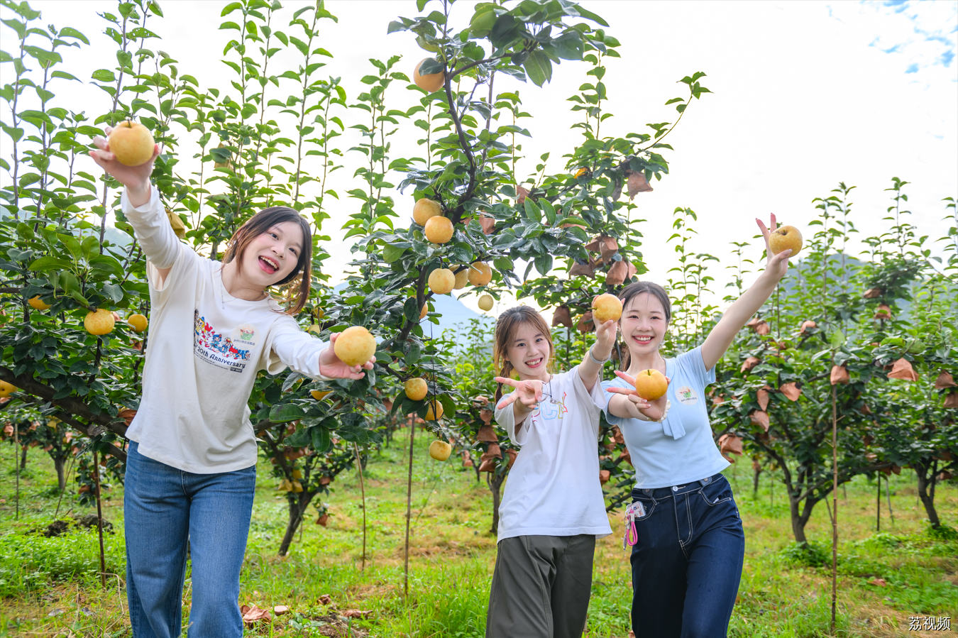 “梨”不开你,连州一夏——连州市水晶梨丰收季开启夏日盛典