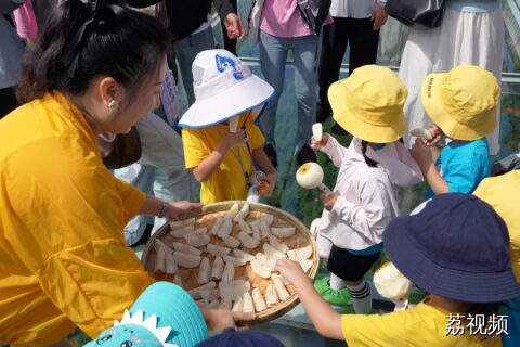 连州水晶梨丰收季果园采摘活动