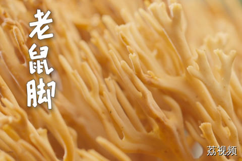 老板，给我炒一碟老鼠脚。#老广的味道 #纪录片 #家常菜 #
