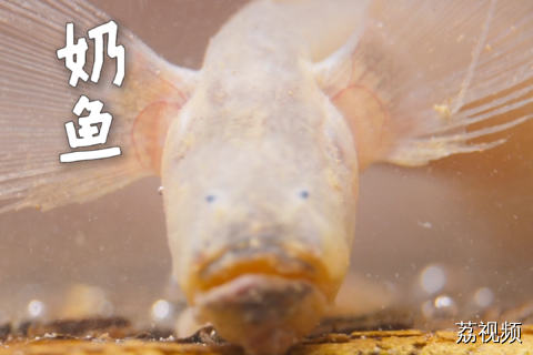 长相凶狠 名字呆萌 鲜美无比的中山、番禺特色~#老广的味道 #纪录片 #家常菜 #