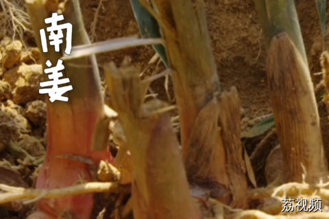 这是潮汕地区特有的食材。#老广的味道 #纪录片 #潮汕美食 。